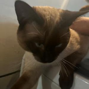 Image of Sunny, Lost Cat