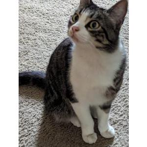 Image of N/A, Lost Cat