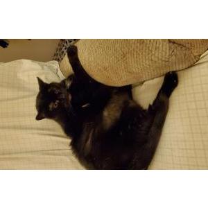 Lost Cat Lizzy