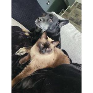 Lost Cat Marley