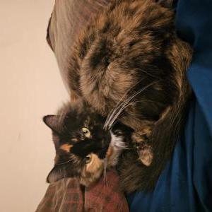 Lost Cat Momma