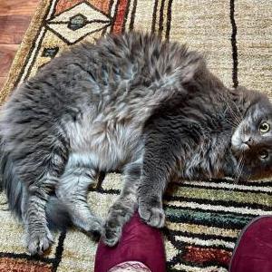 Lost Cat Niabi