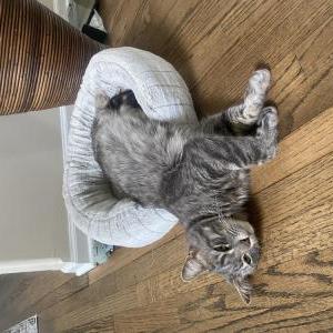 Lost Cat Leo