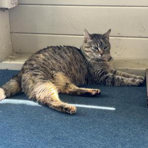 Found Cat unknown