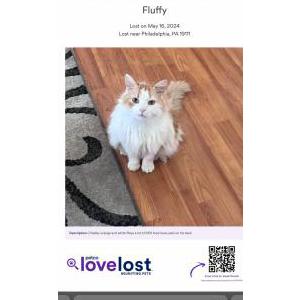 Lost Cat Fluffy