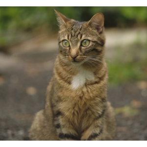 Lost Cat Luna