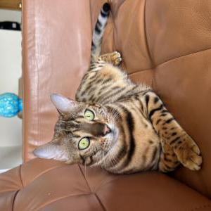Lost Cat Six