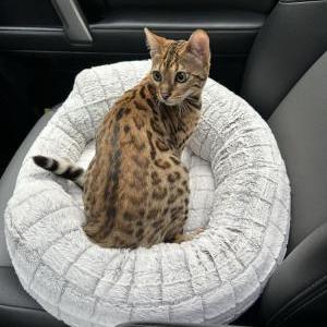 2nd Image of Six, Lost Cat