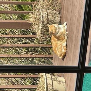 Image of Rusty, Lost Cat