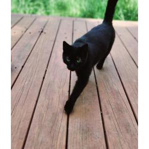 Found Cat Unknown