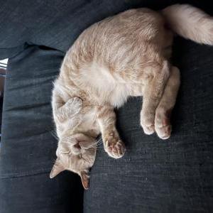 Lost Cat Steve