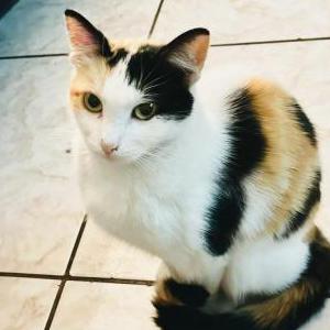 Lost Cat Cinnamon