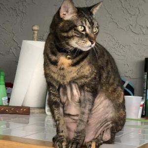 Lost Cat Rosie