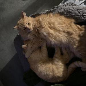 Lost Cat Anu (NuNu)