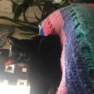 Lost Cat Tadpole