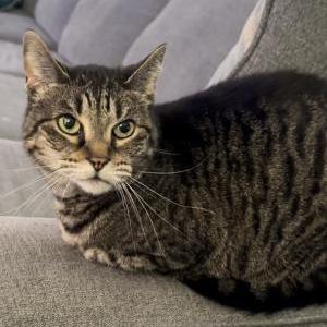 Lost Cat Sally