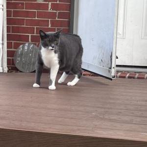Image of Mr. Tips, Lost Cat