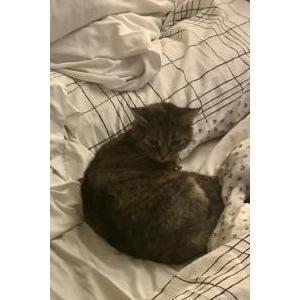 Lost Cat Amai
