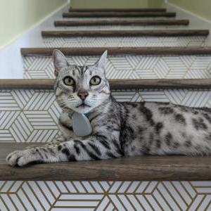 Lost Cat Bujoux