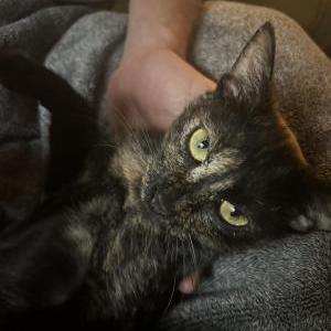 Lost Cat Minka