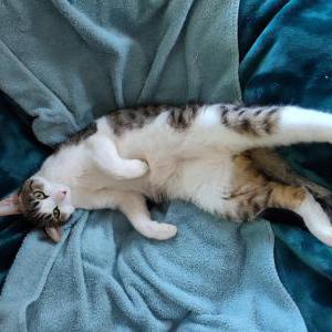 Lost Cat Bullet