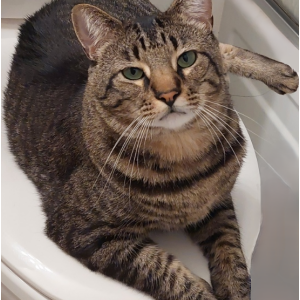Lost Cat Dr. Mallard