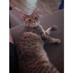 Lost Cat Ash