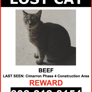 Lost Cat Beef