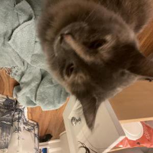 Lost Cat Apple Pie