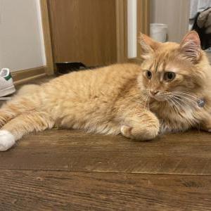 Lost Cat Max