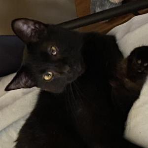 Lost Cat George