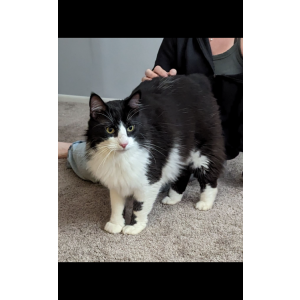 Found Cat Unknown