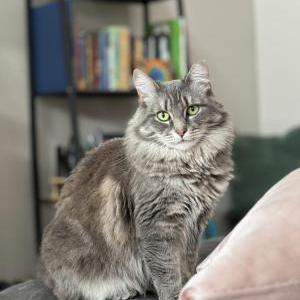 Lost Cat Lazuli