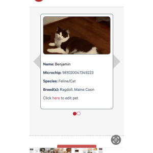 Lost Cat Benjamin