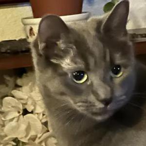Lost Cat Maggie