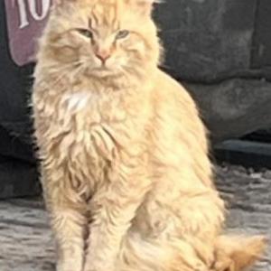 Found Cat Unknown