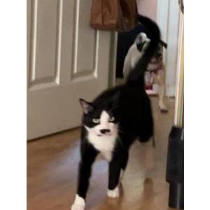 Lost Cat Sylvester