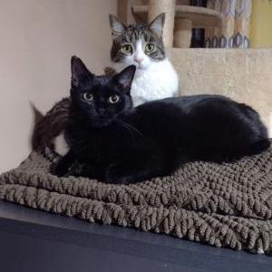 Lost Cat Coco