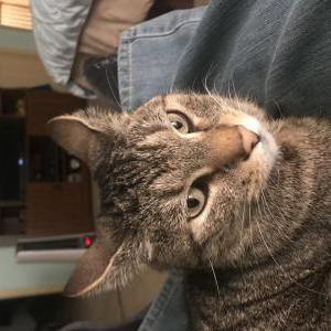 Lost Cat Zoe
