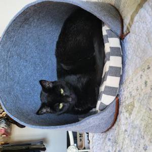 Lost Cat Pookie