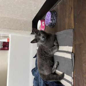 Found Cat Unknown
