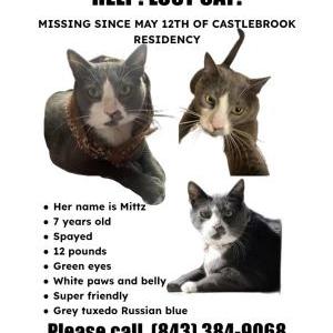 Lost Cat Mittz