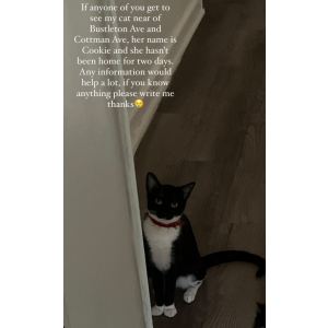 Image of Cookie, Lost Cat