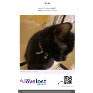 Lost Cat Suki