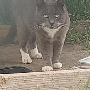 Image of Grey cat, Found Cat