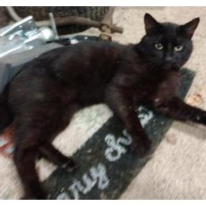 Lost Cat Sabbath