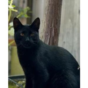 Image of Bruce, Lost Cat