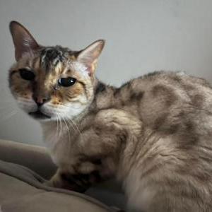 Lost Cat Praynava