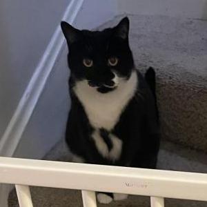 Lost Cat Dolly