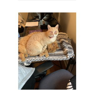 Image of Kirby, Lost Cat